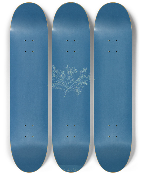Triptych art skateboard deck of Anna Atkins Cystoseira Barbata_1 by Anna Atkins (1799-1871)