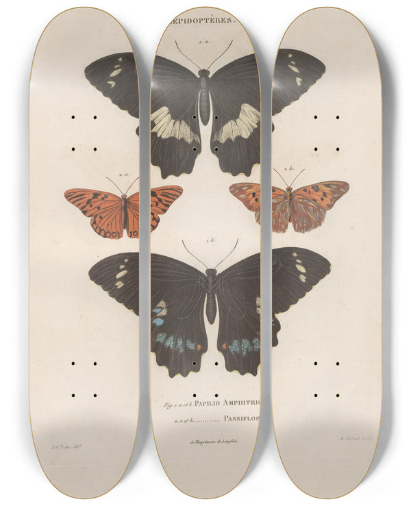 Triptych art skateboard deck of Jean Gabriel Pretre Insectes Recueillis En Afrique Et En Amrique Pl80 by Jean Gabriel Pretre (1768-1849)
