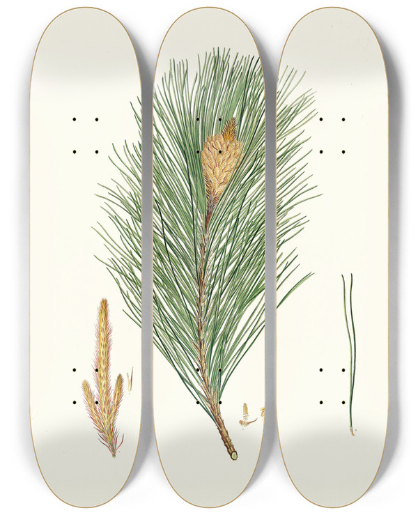 Triptych art skateboard deck of Aylmer Bourke Lambert Pinus Massoniana Indian Pine by Aylmer Bourke Lambert (1761-1842)