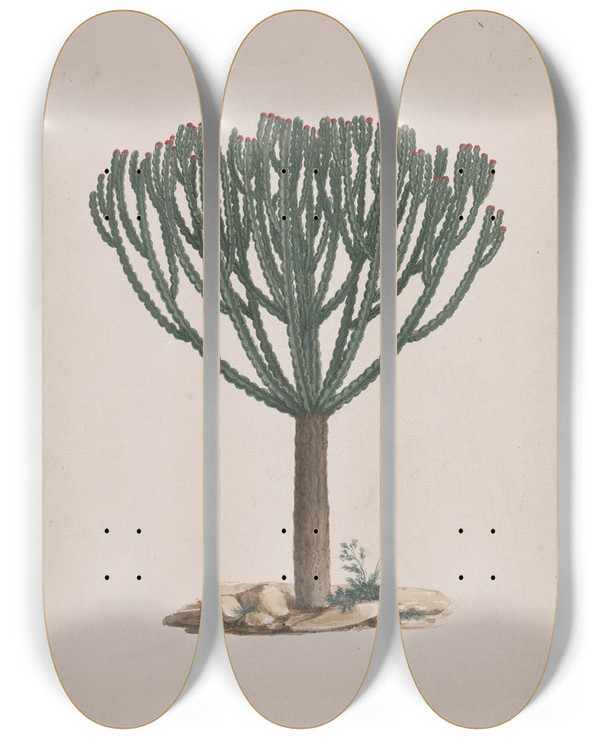 Triptych art skateboard deck of Luigi Balugani Euphorbia Abyssinica Jf Gmel Ethiopian Treespurge by Luigi Balugani (1737-1770)