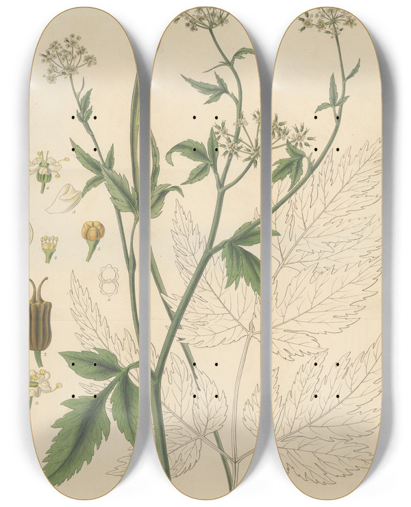 Triptych art skateboard deck of William Jackson Hooker Conium Aracacha by William Jackson Hooker (1785-1865)