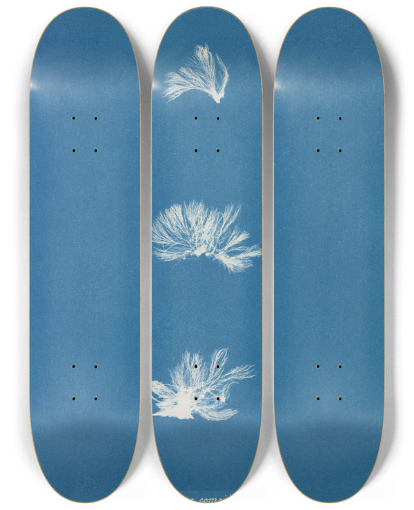 Triptych art skateboard deck of Anna Atkins Schizonema Comoides by Anna Atkins (1799-1871)