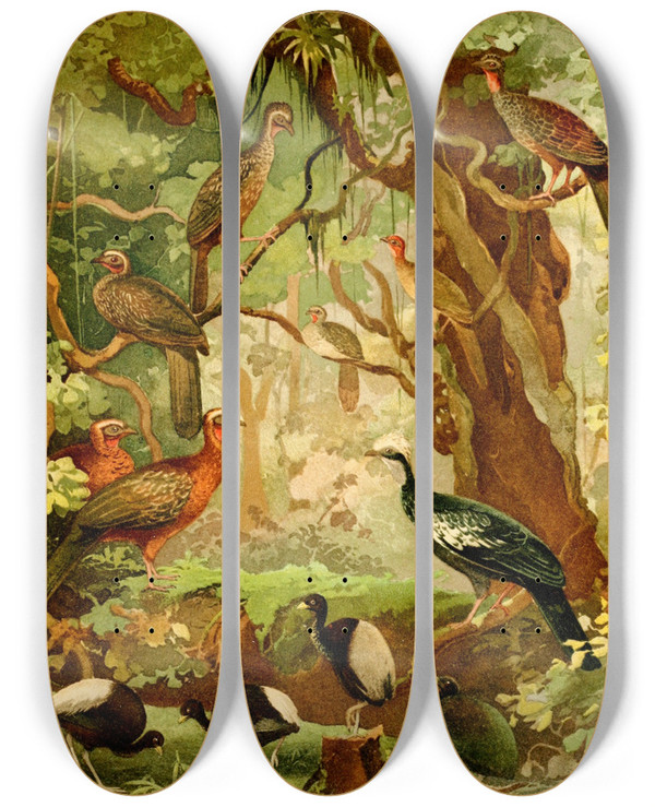 Triptych art skateboard deck of Emil August Gldi Cujubi Jacs Aracus Jacamns by Emil August Goldi (1859-1917)