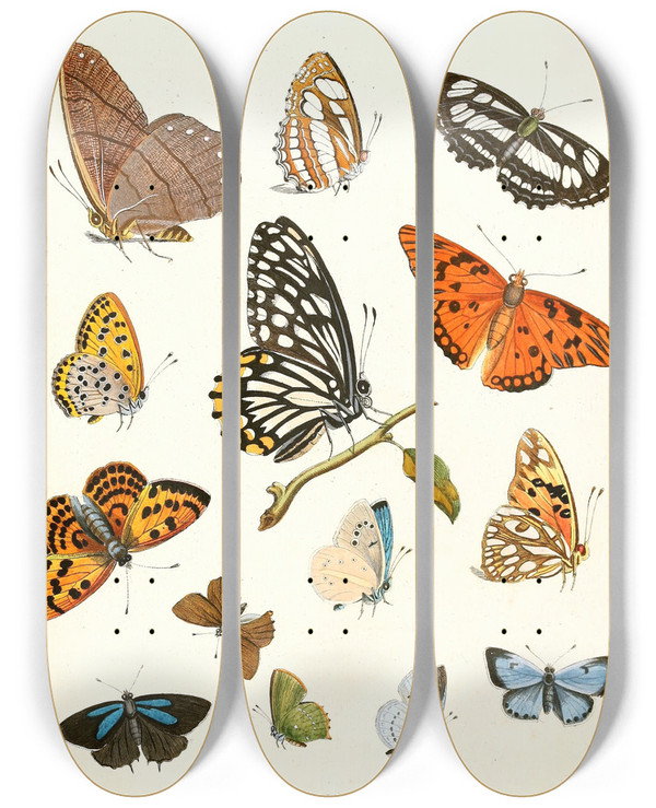 Triptych art skateboard deck of Johann Heinrich Sulzer Dr Sulzers Short History Of Insects Pl 17 by Johann Heinrich Sulzer (1735-1813)