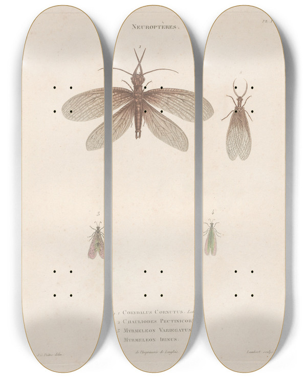 Triptych art skateboard deck of Jean Gabriel Pretre Insectes Recueillis En Afrique Et En Amrique Pl64 by Jean Gabriel Pretre (1768-1849)