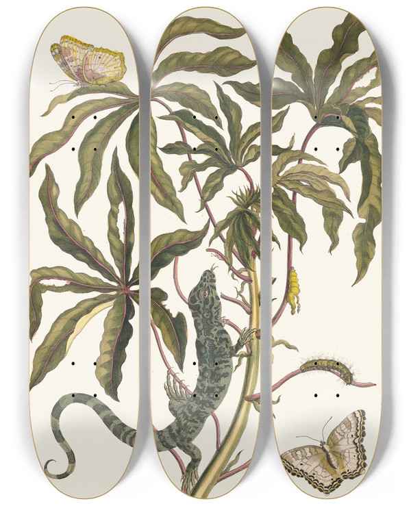Triptych art skateboard deck of Maria Sibylla Merian Cassave_2 by Maria Sibylla Merian (1647-1717)