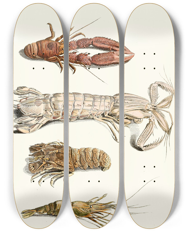 Triptych art skateboard deck of Johann Heinrich Sulzer Dr Sulzers Short History Of Insects Pl 31 by Johann Heinrich Sulzer (1735-1813)