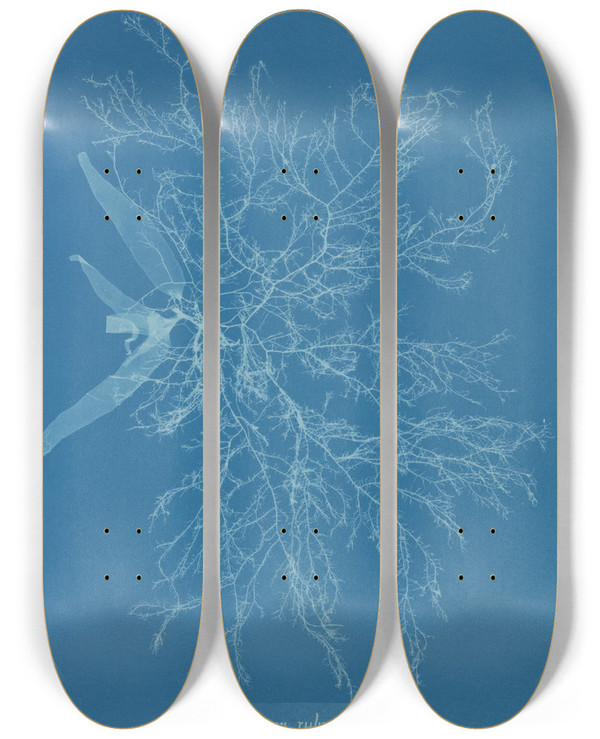 Triptych art skateboard deck of Anna Atkins Ceramium Rubrum Var by Anna Atkins (1799-1871)