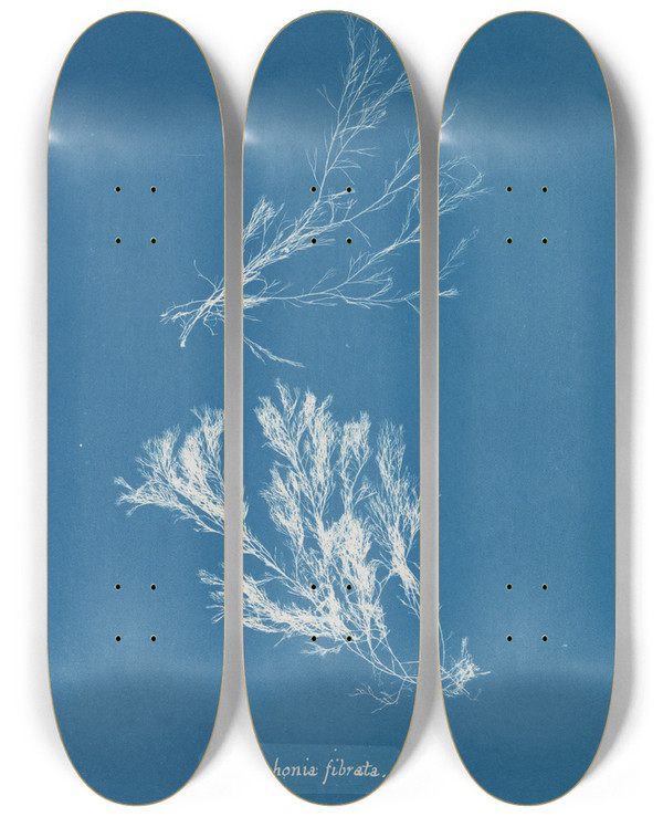 Triptych art skateboard deck of Anna Atkins Polysiphonia Fibrata_2 by Anna Atkins (1799-1871)