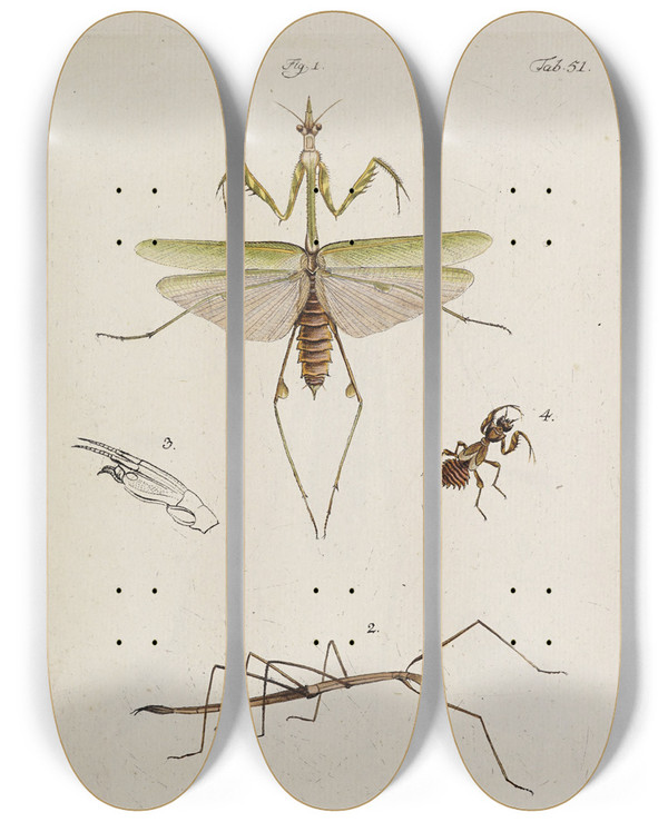 Triptych art skateboard deck of Johann Caspar Fuessli Archives De Lhistoire Des Insectes Pl46 by Johann Caspar Fuessli (1743-1786)