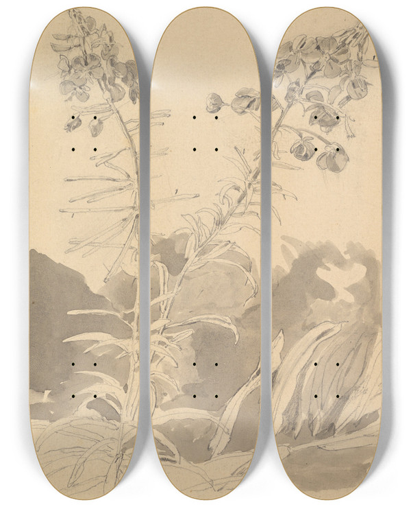 Triptych art skateboard deck of Carl Gustav Carus Study Of A Willowherb by Carl Gustav Carus (1789-1869)