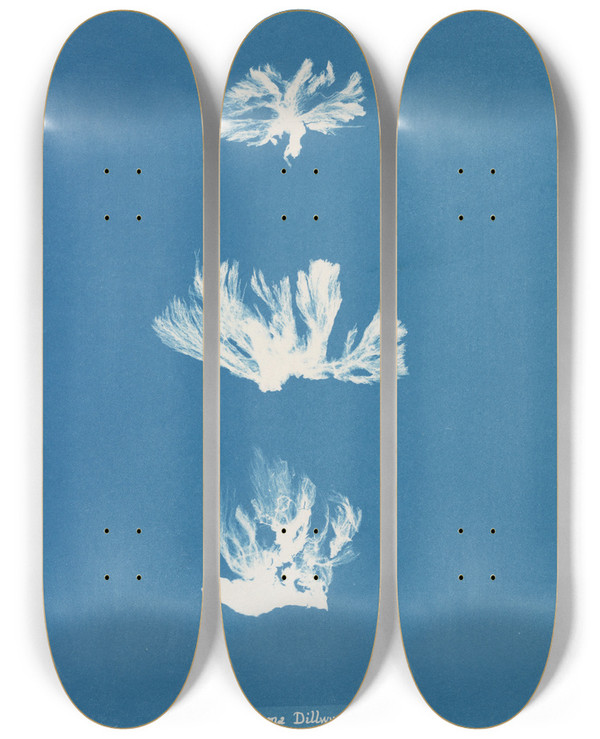 Triptych art skateboard deck of Anna Atkins Schizonema Dillwynii by Anna Atkins (1799-1871)