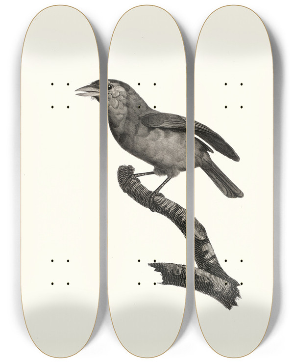 Triptych art skateboard deck of Jacques Barraband Le Barbu Gorge Bleu Mle by Jacques Barraband (1767-1809)