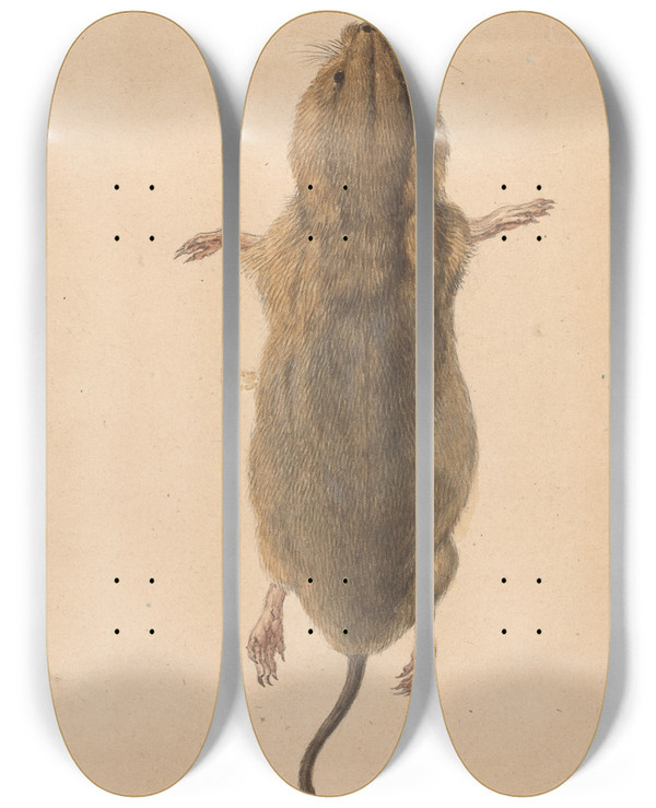 Triptych art skateboard deck of Johann Rudolph Schellenberg A Field Mouse From Above by Johann Rudolph Schellenberg (1740-1806)