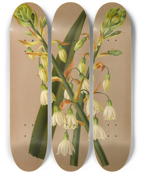 Triptych art skateboard deck of Arentina Hendrica Arendsen Hyacinthus Candicans by Arentina Hendrica Arendsen (1836-1915)