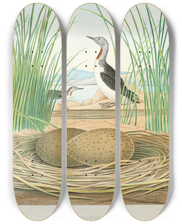 Triptych art skateboard deck of Edwin L Sheppard Redthroated Diver by Edwin L Sheppard (1904)