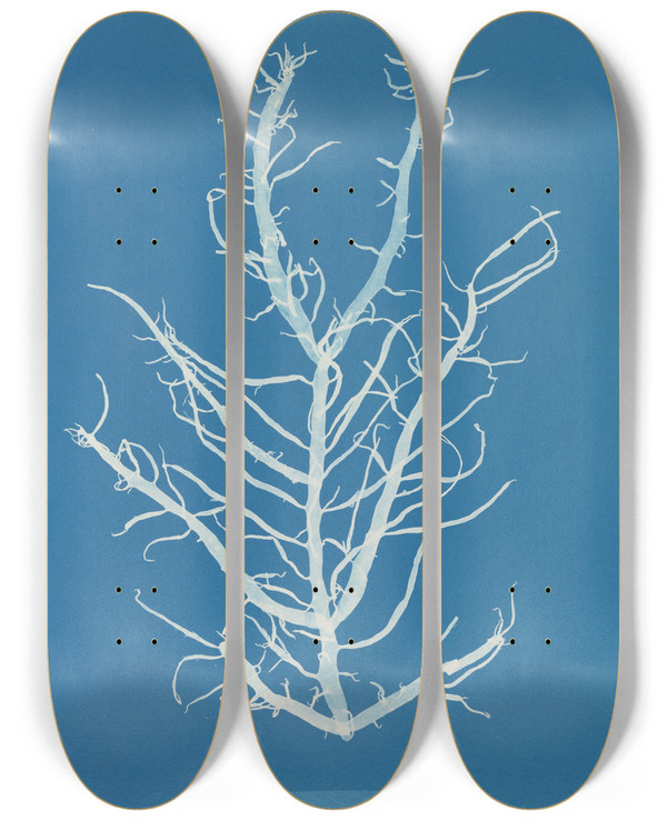 Triptych art skateboard deck of Anna Atkins Mesogloia Purpurea_1 by Anna Atkins (1799-1871)