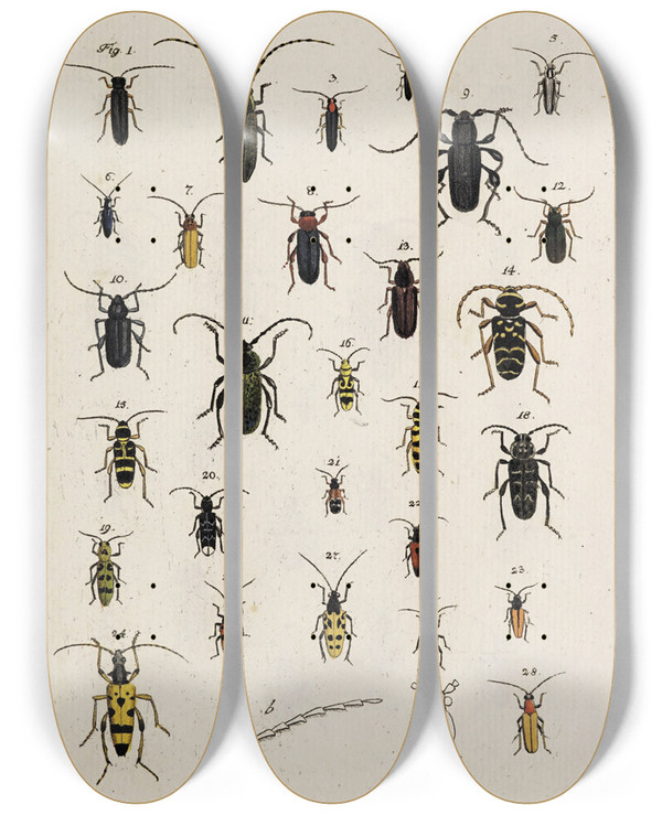 Triptych art skateboard deck of Johann Caspar Fuessli Archives De Lhistoire Des Insectes Pl27 by Johann Caspar Fuessli (1743-1786)
