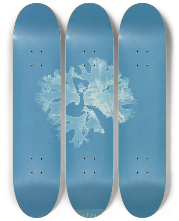 Triptych art skateboard deck of Anna Atkins Rhodomenia Bifida Var Latifolia by Anna Atkins (1799-1871)