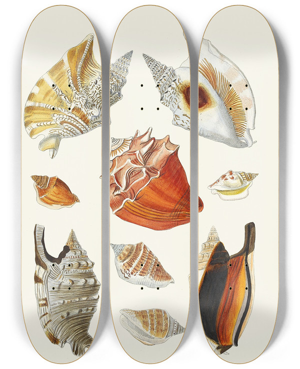 Triptych art skateboard deck of Heinrich Carl Kster Die Flugelschnecken Strombea Pl17 by Heinrich Carl Kuster (1807-1876)