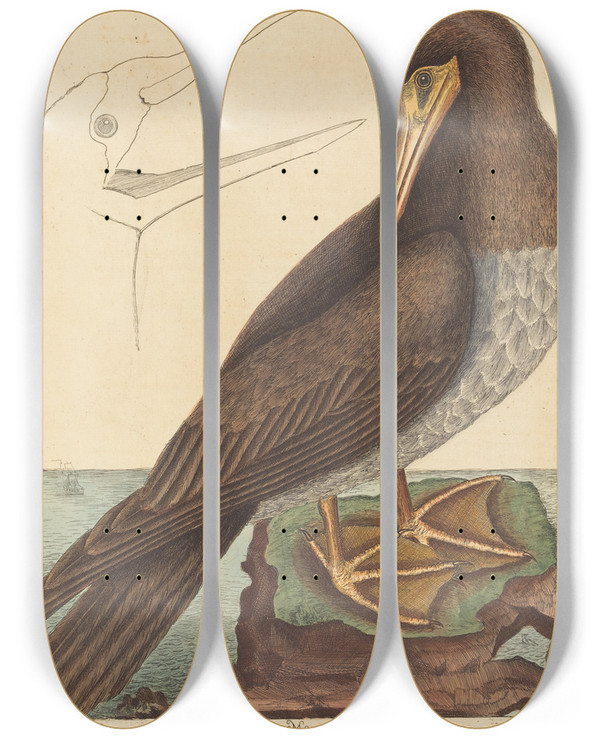 Triptych art skateboard deck of Mark Catesby The Booby Pelecanus Sula by Mark Catesby (1683-1749)