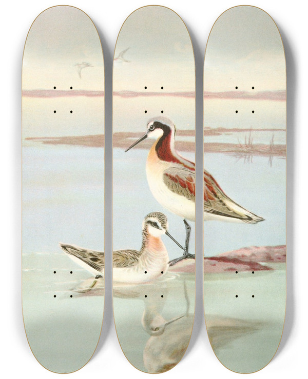 Triptych art skateboard deck of Allan Brooks Wilsons Phalarope by Allan Brooks (1869-1946)