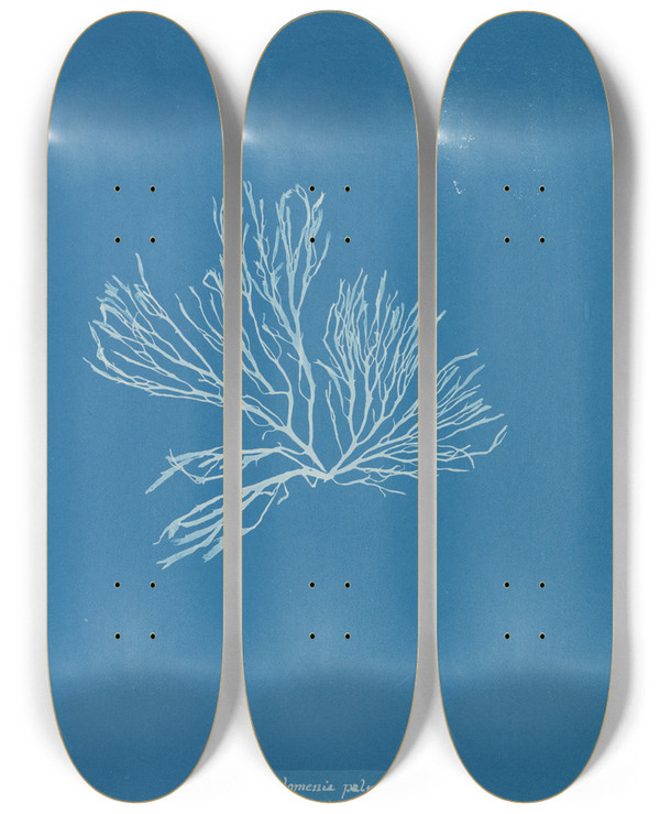 Triptych art skateboard deck of Anna Atkins Rhodomenia Palmata Sarniensis by Anna Atkins (1799-1871)