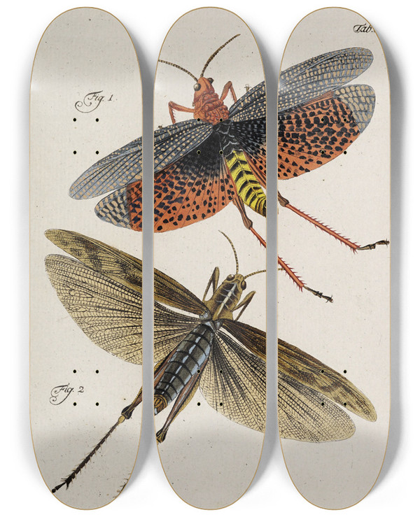 Triptych art skateboard deck of Johann Caspar Fuessli Archives De Lhistoire Des Insectes Pl49 by Johann Caspar Fuessli (1743-1786)