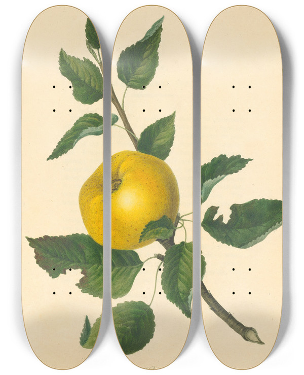 Triptych art skateboard deck of Thomas Andrew Knight Steads Kernel Apple by Thomas Andrew Knight (1759-1838)