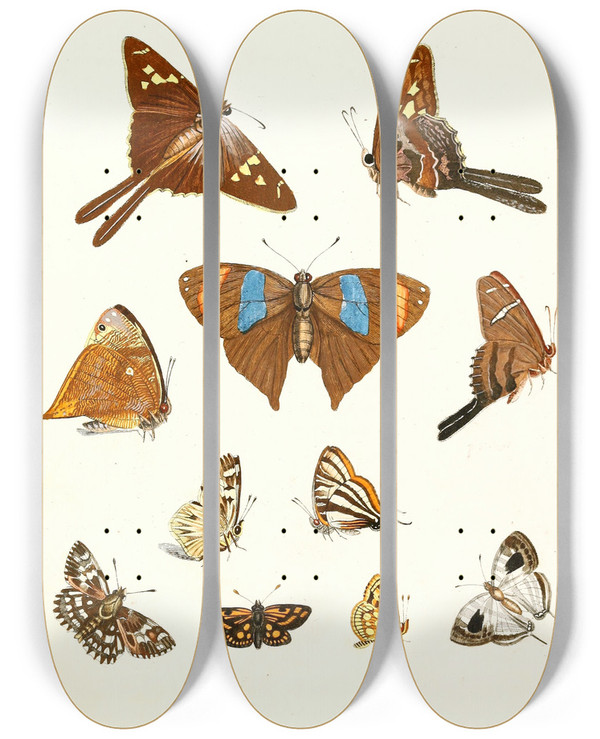 Triptych art skateboard deck of Johann Heinrich Sulzer Dr Sulzers Short History Of Insects Pl 18 by Johann Heinrich Sulzer (1735-1813)