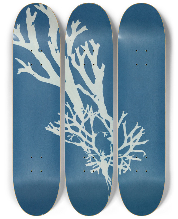 Triptych art skateboard deck of Anna Atkins Fucus Ceranoides by Anna Atkins (1799-1871)