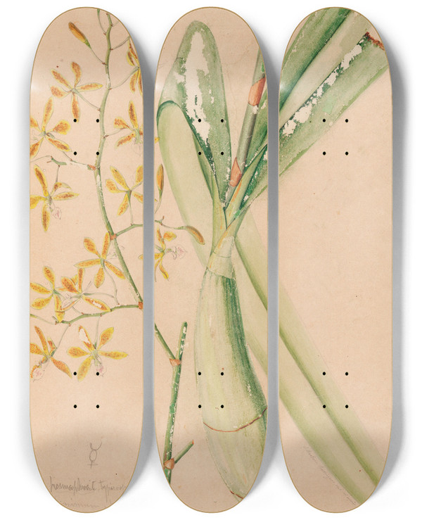 Triptych art skateboard deck of Joo Barbosa Rodrigues Iconographie Des Orchidees Du Bresil Pl05 by Joao Barbosa Rodrigues (1842-1909)