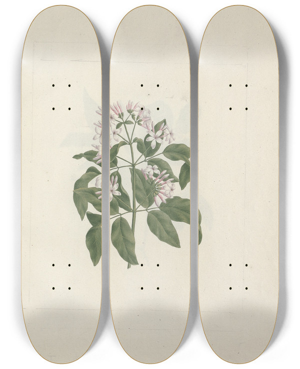 Triptych art skateboard deck of Luigi Balugani Jasminum Abyssinicum Dc Ethiopian Jasmine by Luigi Balugani (1737-1770)