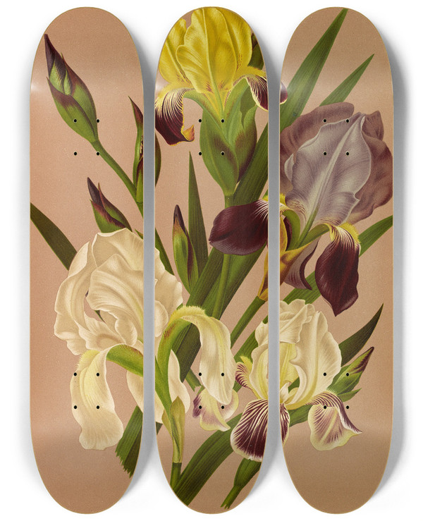 Triptych art skateboard deck of Arentina Hendrica Arendsen Iris Germanica Varr by Arentina Hendrica Arendsen (1836-1915)