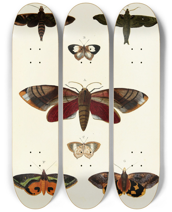 Triptych art skateboard deck of Pieter Cramer Foreign Butterflies Occurring In The Three Continents Asia Africa And America Pl396 by Pieter Cramer (1721-1776)