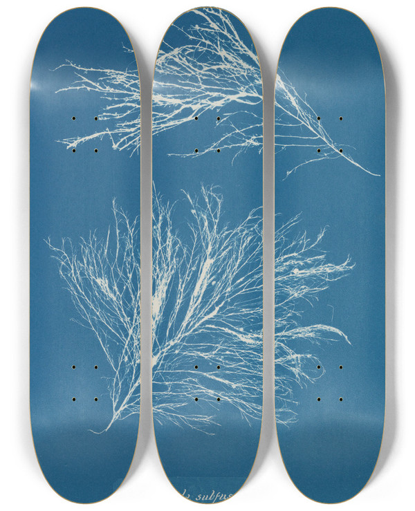 Triptych art skateboard deck of Anna Atkins Rhodomela Subfusca by Anna Atkins (1799-1871)