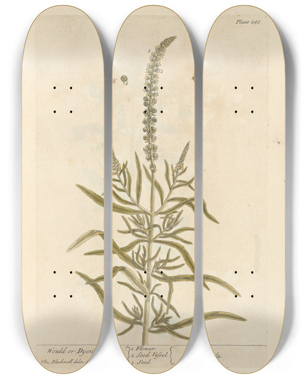Triptych art skateboard deck of Elizabeth Blackwell Would Or Dyers Weed by Elizabeth Blackwell (1707-1758)