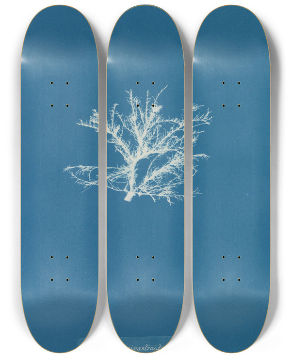 Triptych art skateboard deck of Anna Atkins Rhodomela Pinastroides by Anna Atkins (1799-1871)
