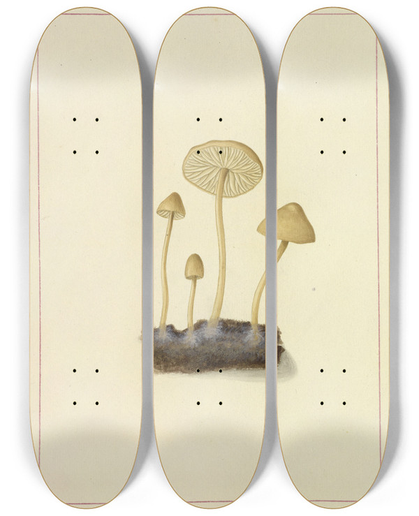 Triptych art skateboard deck of James Bolton Icons Fungorum Circa Halifax Sponte Nascentium Pl099 by James Bolton (1735-1799)