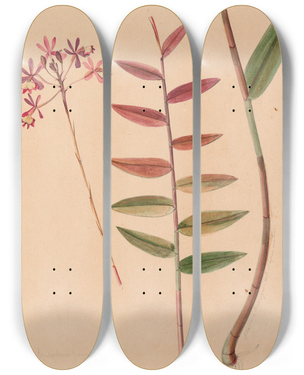 Triptych art skateboard deck of Joo Barbosa Rodrigues Iconographie Des Orchidees Du Bresil Pl30 by Joao Barbosa Rodrigues (1842-1909)