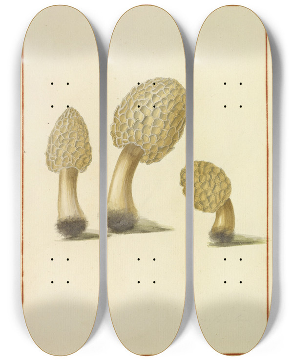 Triptych art skateboard deck of James Bolton Icons Fungorum Circa Halifax Sponte Nascentium Pl161 by James Bolton (1735-1799)