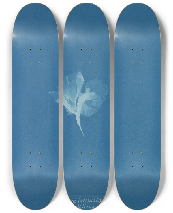 Triptych art skateboard deck of Anna Atkins Porphyra Laciniata Var Umbilicus On Chondrus Crispus by Anna Atkins (1799-1871)