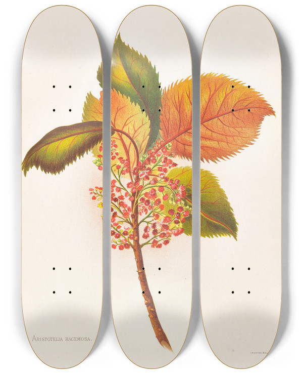 Triptych art skateboard deck of Georgina Burne Hetley Aristotelia Racemosa by Georgina Burne Hetley (1832-1898)