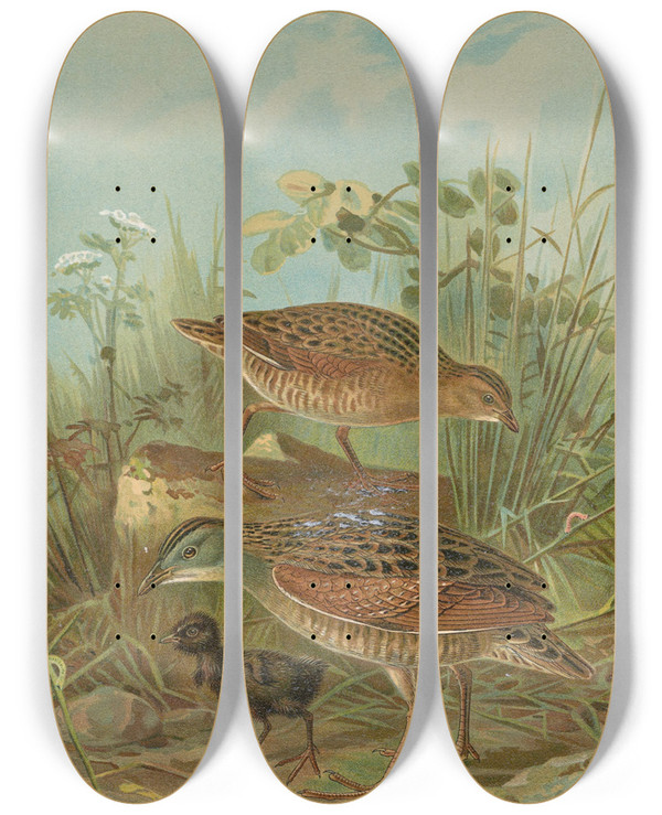 Triptych art skateboard deck of Johann Friedrich Naumann Crex Crex by Johann Friedrich Naumann (1780-1857)