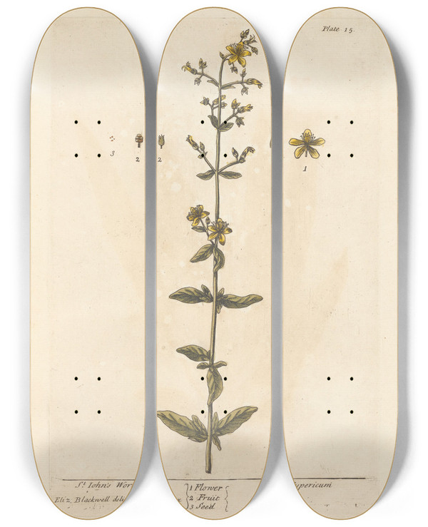 Triptych art skateboard deck of Elizabeth Blackwell St Johns Wort by Elizabeth Blackwell (1707-1758)