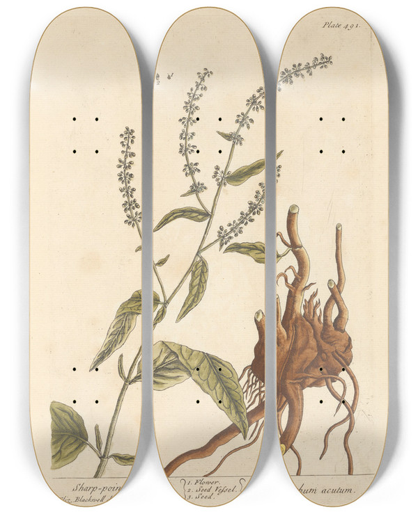Triptych art skateboard deck of Elizabeth Blackwell Sharppointed Dock by Elizabeth Blackwell (1707-1758)
