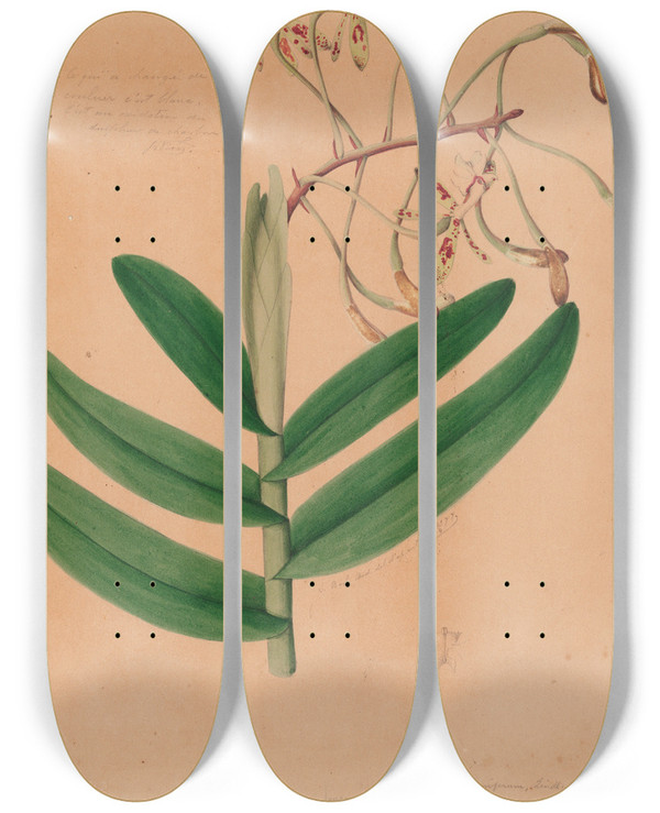 Triptych art skateboard deck of Joo Barbosa Rodrigues Iconographie Des Orchidees Du Bresil Pl21 by Joao Barbosa Rodrigues (1842-1909)
