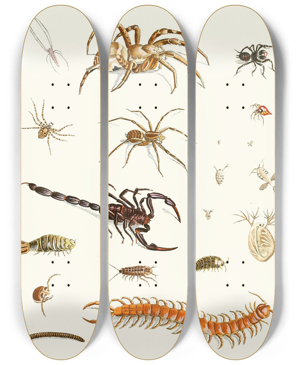 Triptych art skateboard deck of Johann Heinrich Sulzer Dr Sulzers Short History Of Insects Pl 29 by Johann Heinrich Sulzer (1735-1813)