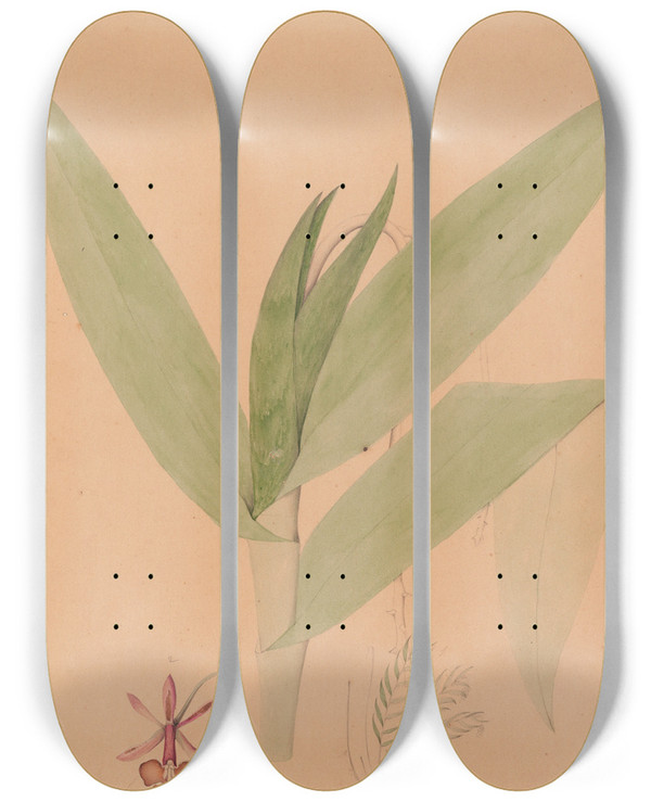 Triptych art skateboard deck of Joo Barbosa Rodrigues Iconographie Des Orchidees Du Bresil Pl20 by Joao Barbosa Rodrigues (1842-1909)