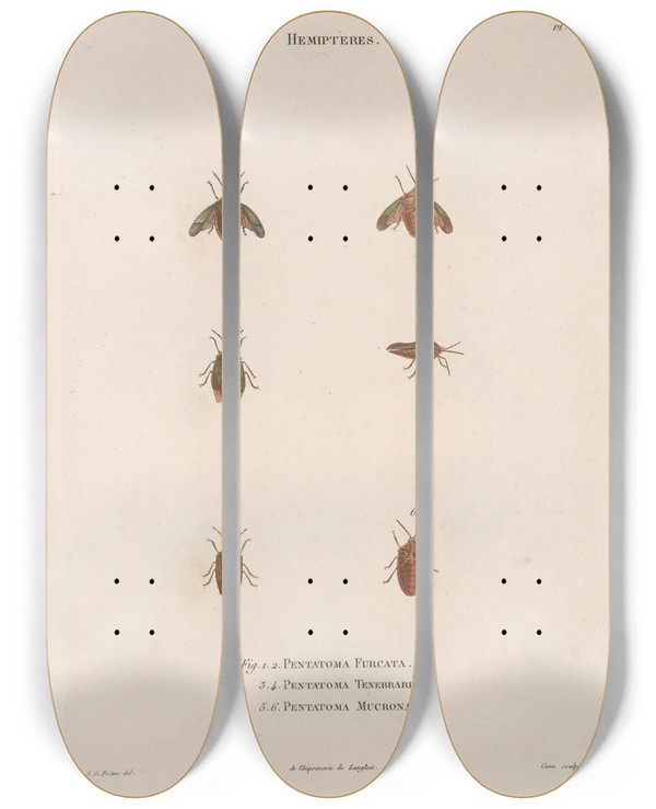 Triptych art skateboard deck of Jean Gabriel Pretre Insectes Recueillis En Afrique Et En Amrique Pl49 by Jean Gabriel Pretre (1768-1849)